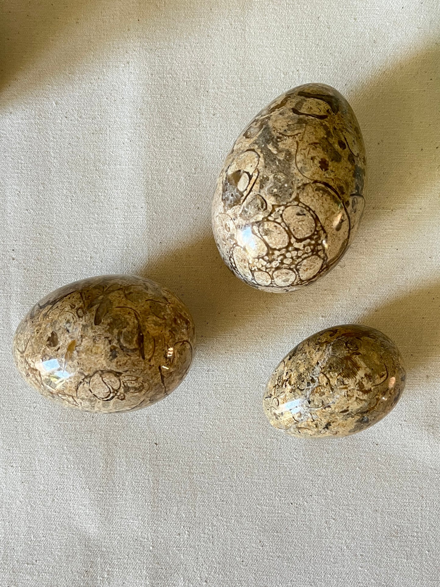 A Trio of Fossil Eggs.