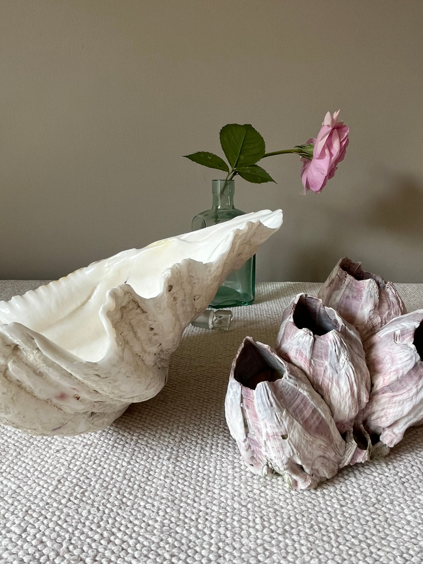 Clam and Barnacle.