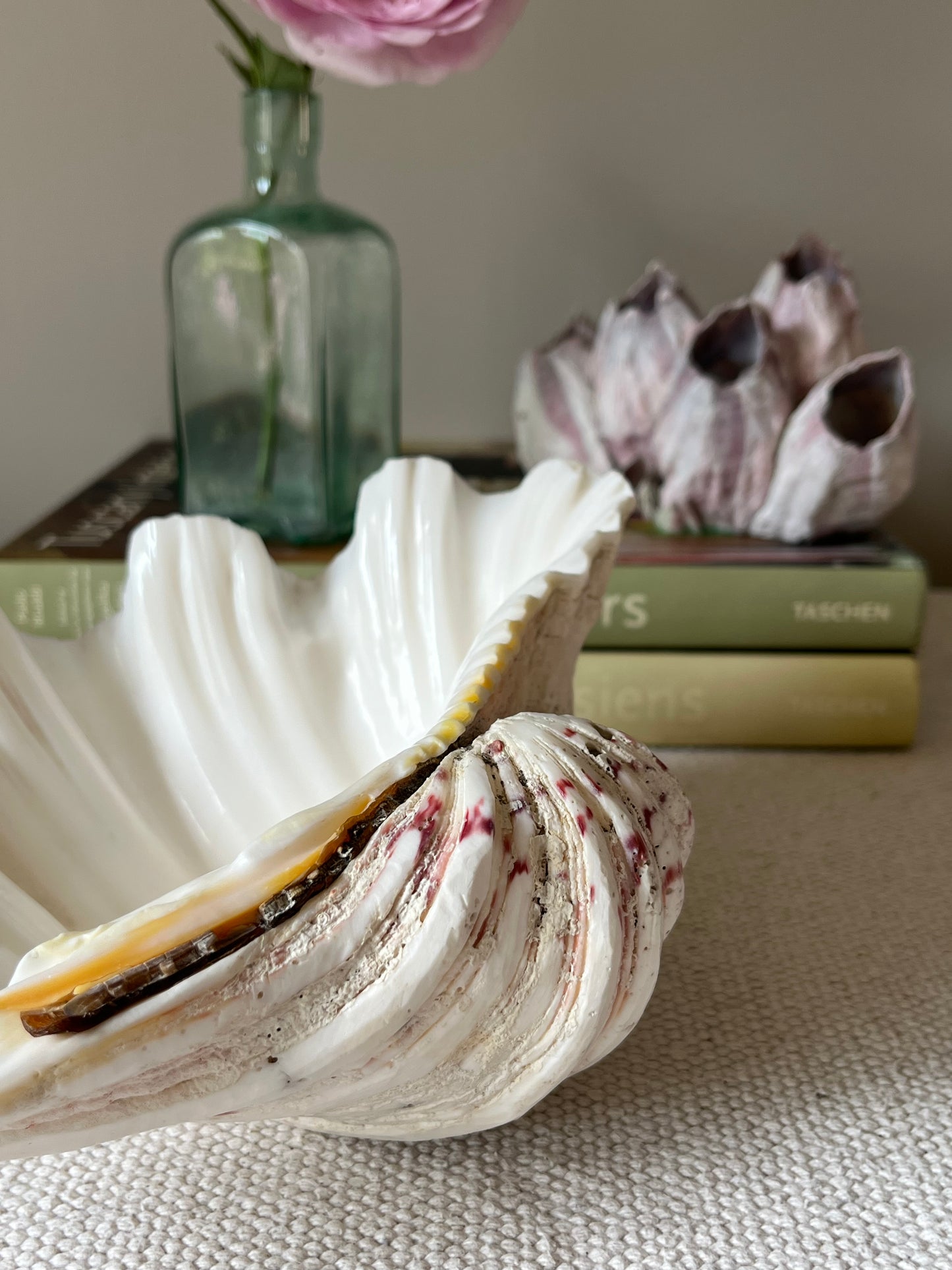 Clam and Barnacle.