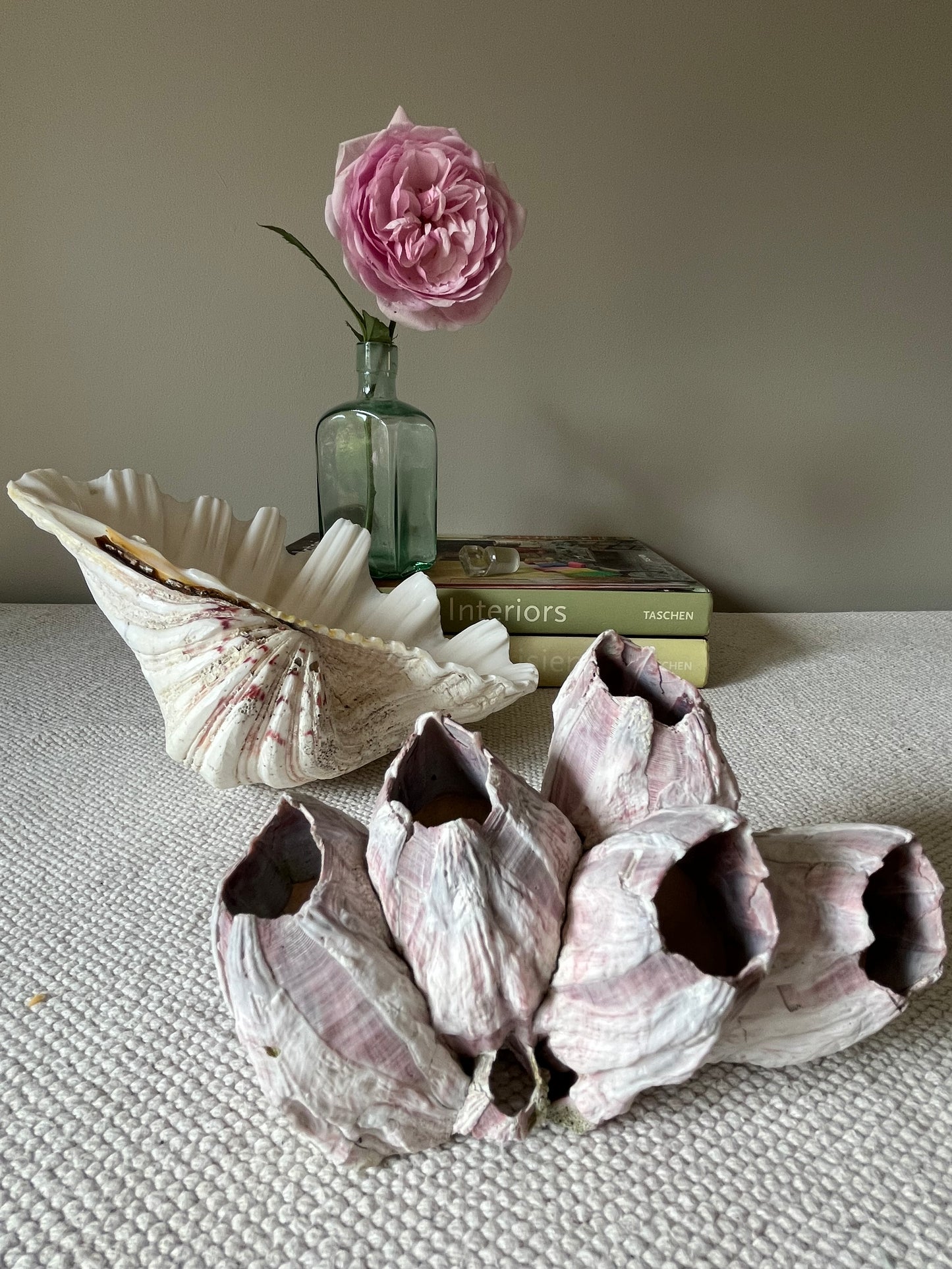 Clam and Barnacle.