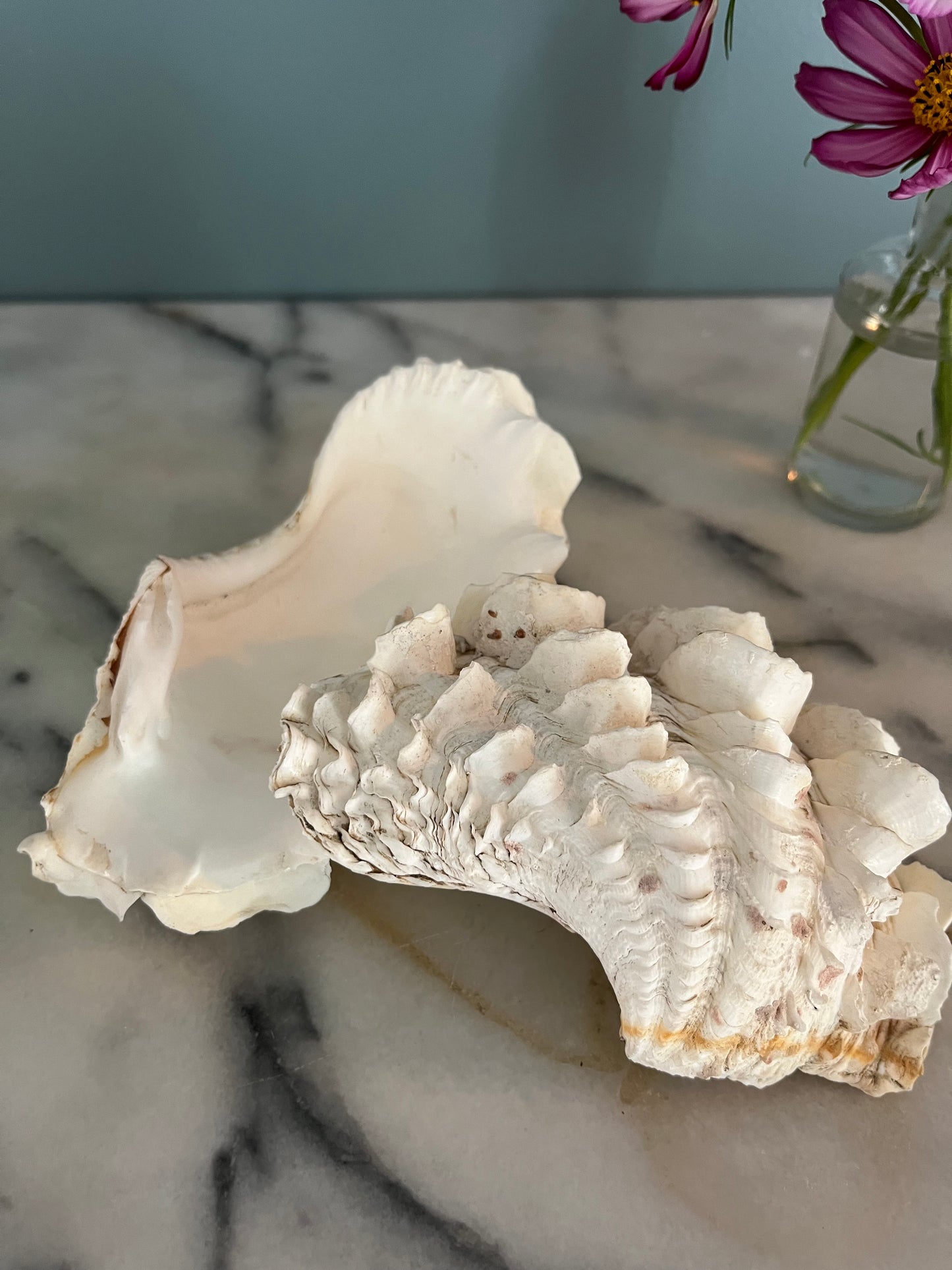 Whole Clam Shell.