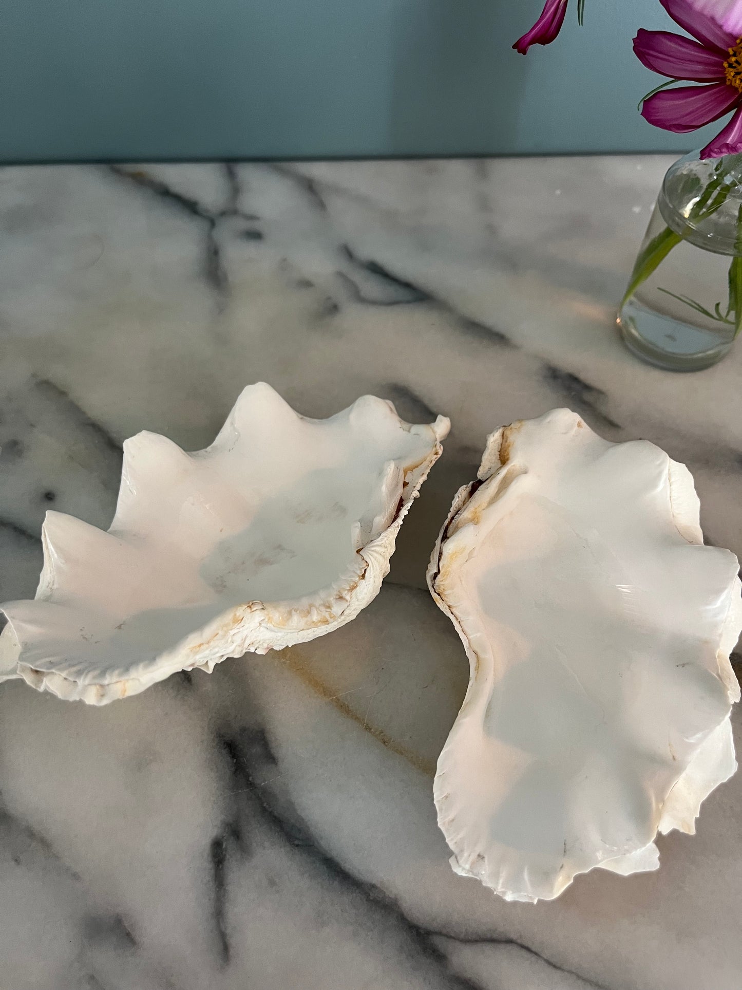 Whole Clam Shell.