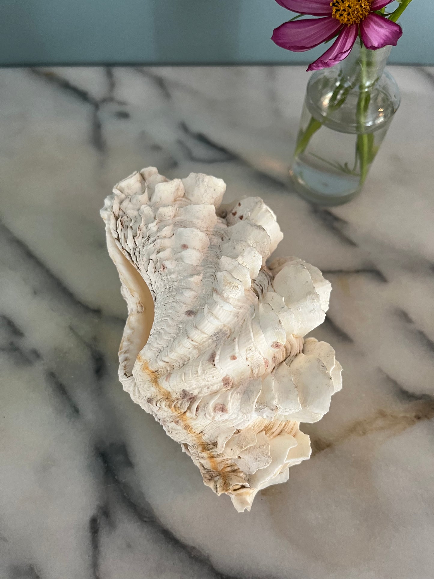 Whole Clam Shell.
