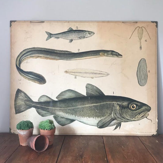 Educational Fish Picture